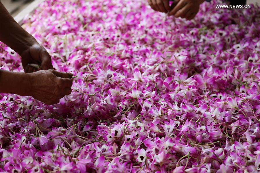 #CHINA-GUIZHOU-CHISHUI-DENDROBIUM NOBLE (CN)