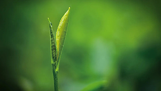 這片樹葉，改變了世界！