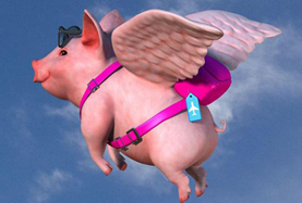 從尋風(fēng)、找豬到穿秋褲