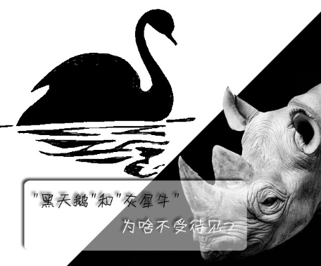 "黑天鵝"和"灰犀牛"為啥不受待見?