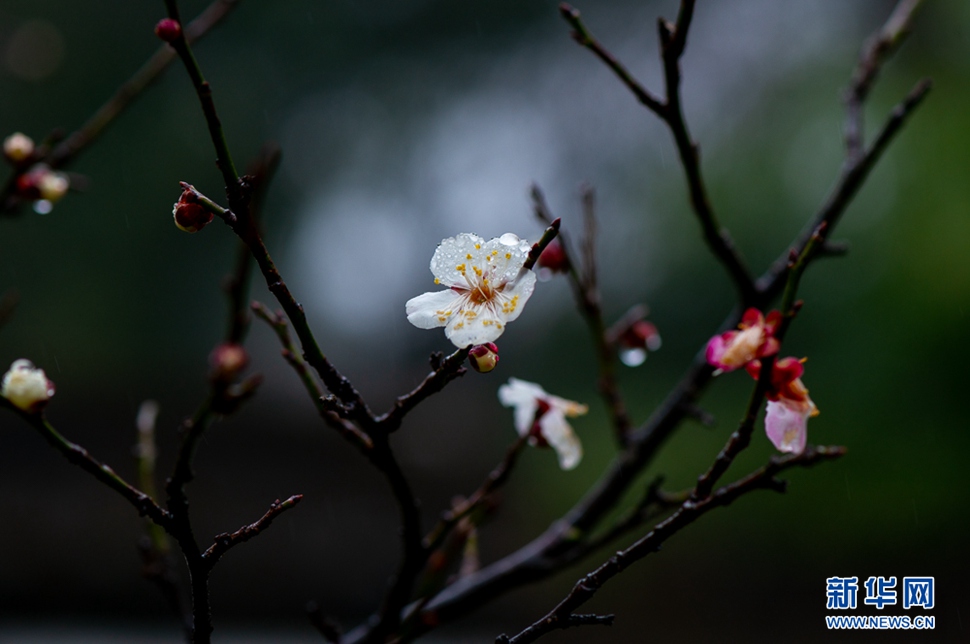 疏影橫斜，暗香浮動(dòng)