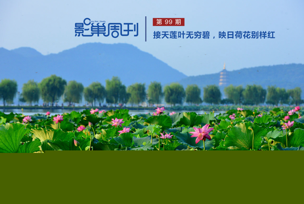 映日荷花別樣紅