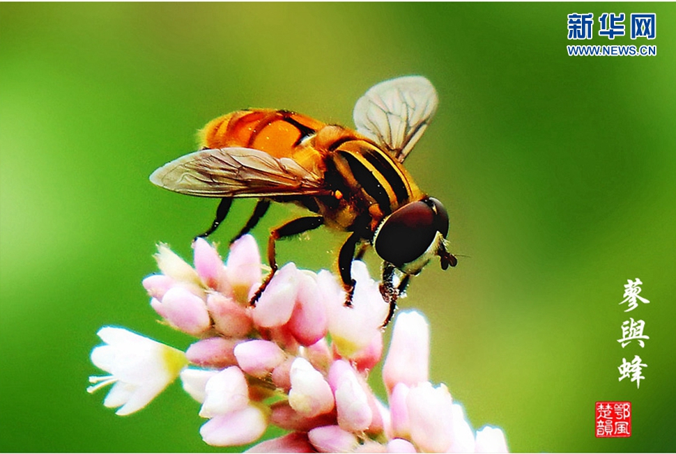 蓼與蜂、蜘蛛
