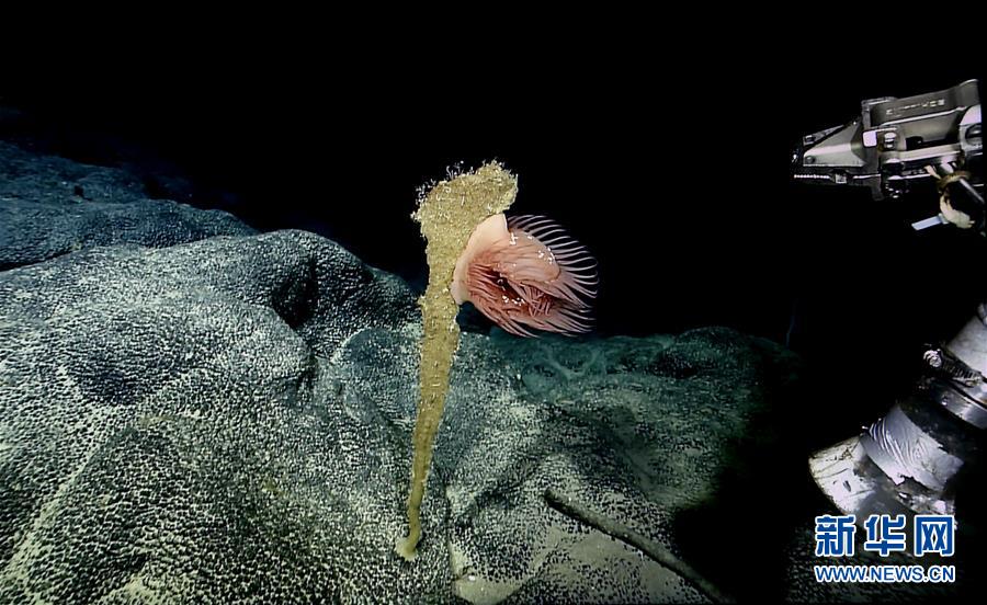 （圖文互動）（2）&ldquo;科學(xué)&rdquo;號在麥哲倫海山展開綜合調(diào)查