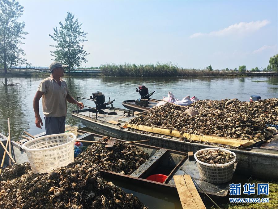 （新華視點(diǎn)&middot;圖文互動）（1）上游洪水來襲下游魚蟹死亡，泄洪為何變泄污？