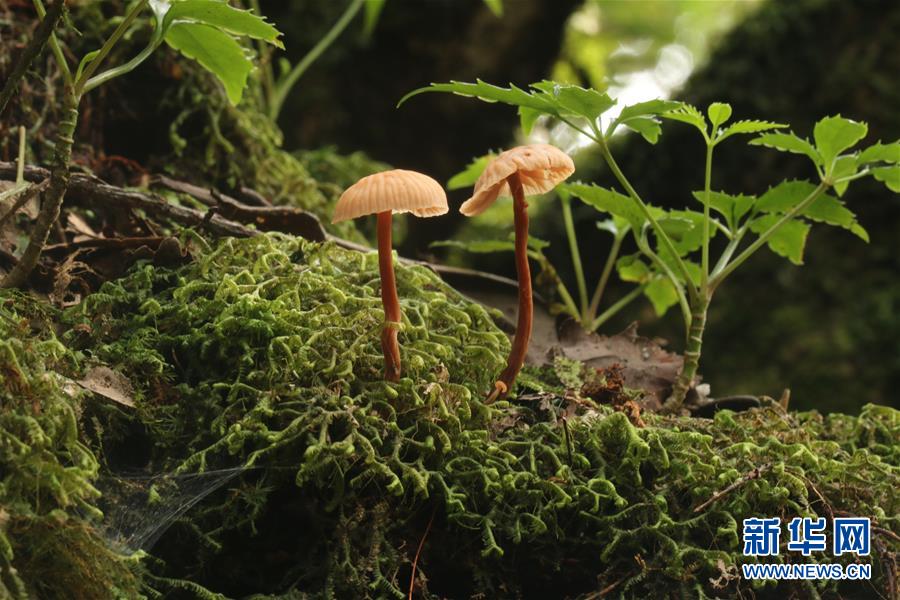 （新華全媒頭條&middot;圖文互動）（6）歸來的雨林 