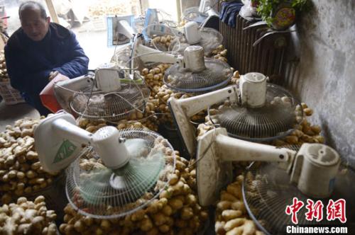 資料圖：山西太原蔬菜批發(fā)市場(chǎng)，姜販用多臺(tái)電風(fēng)扇風(fēng)干新鮮潮濕的生姜。<a target='_blank' ><p  align=