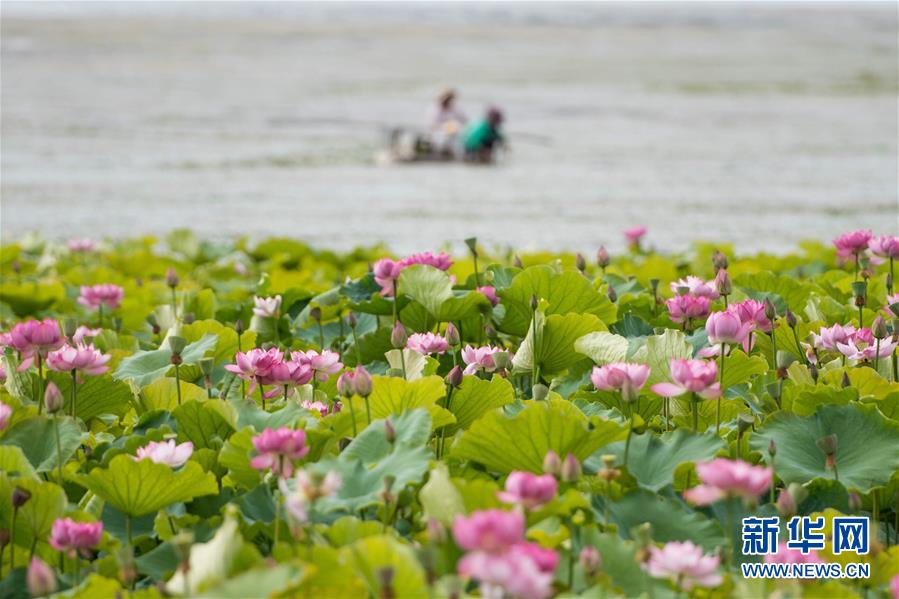 （在習近平新時代中國特色社會主義思想指引下&mdash;&mdash;新時代新作為新篇章&middot;圖文互動）（9）高原春來早 云嶺開新篇 