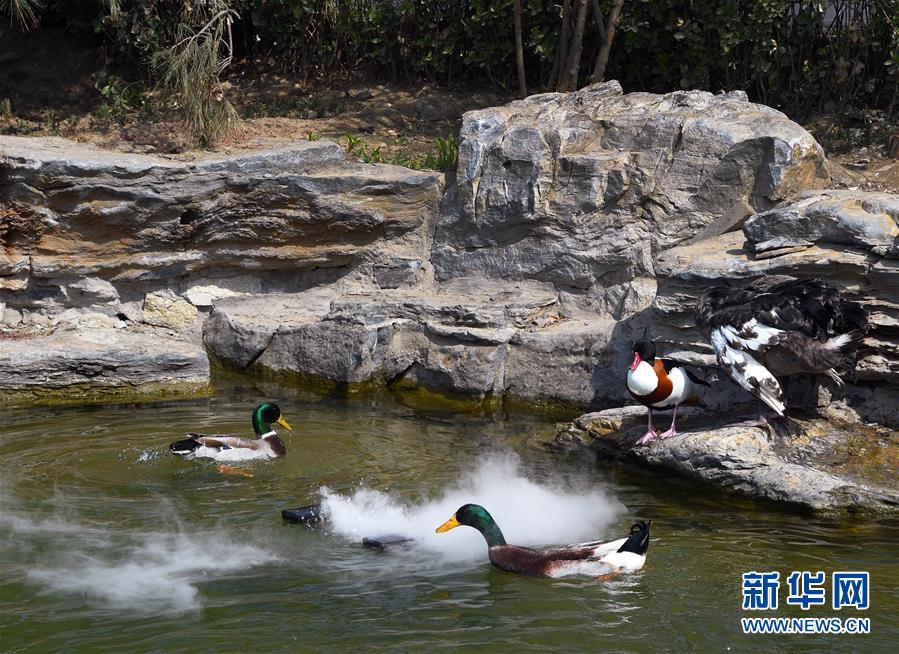 (壯麗70年 奮斗新時代——推動高質(zhì)量發(fā)展調(diào)研行·圖文互動)(1)北京“三老”現(xiàn)象透視