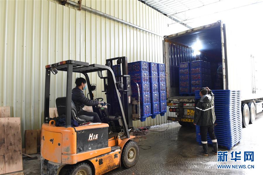 （圖文互動）（9）與疫情抗爭 與春光同行&mdash;&mdash;廣西農村春耕備耕一線觀察