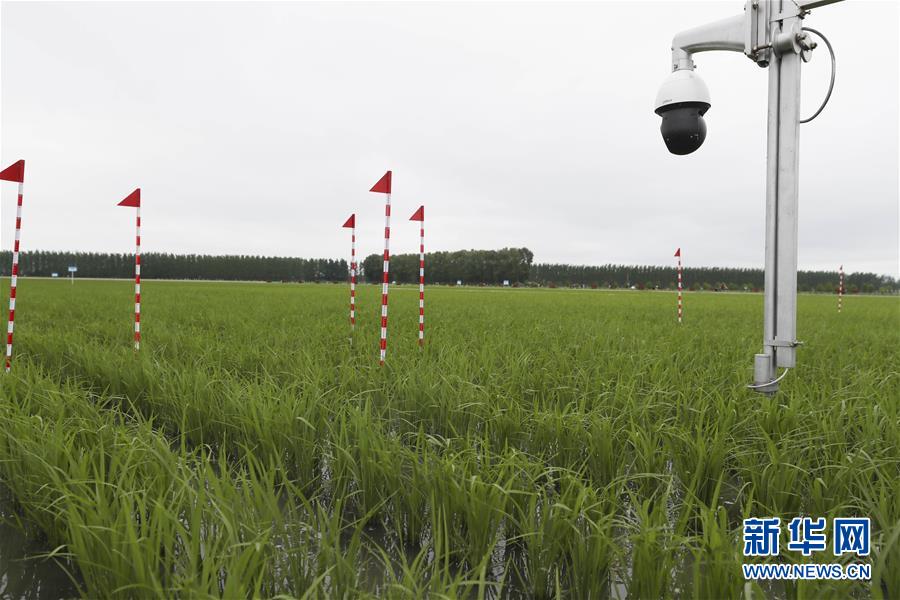 （走向我們的小康生活&middot;圖文互動(dòng)）（7）端牢&ldquo;中國(guó)飯碗&rdquo; 播種綠色小康