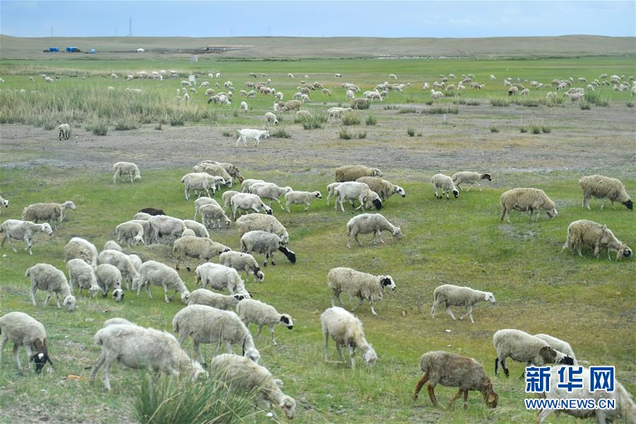 （走向我們的小康生活&middot;圖文互動(dòng)）（1）草原有了網(wǎng)，手機(jī)能放羊&mdash;&mdash;看呼倫貝爾大草原牧民生活變了樣 