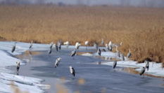 中國(guó)&ldquo;最北&rdquo;濕地迎來(lái)今年首批候鳥