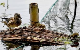 超有愛！西湖里的鴛鴦&ldquo;愛心橋&rdquo;升級