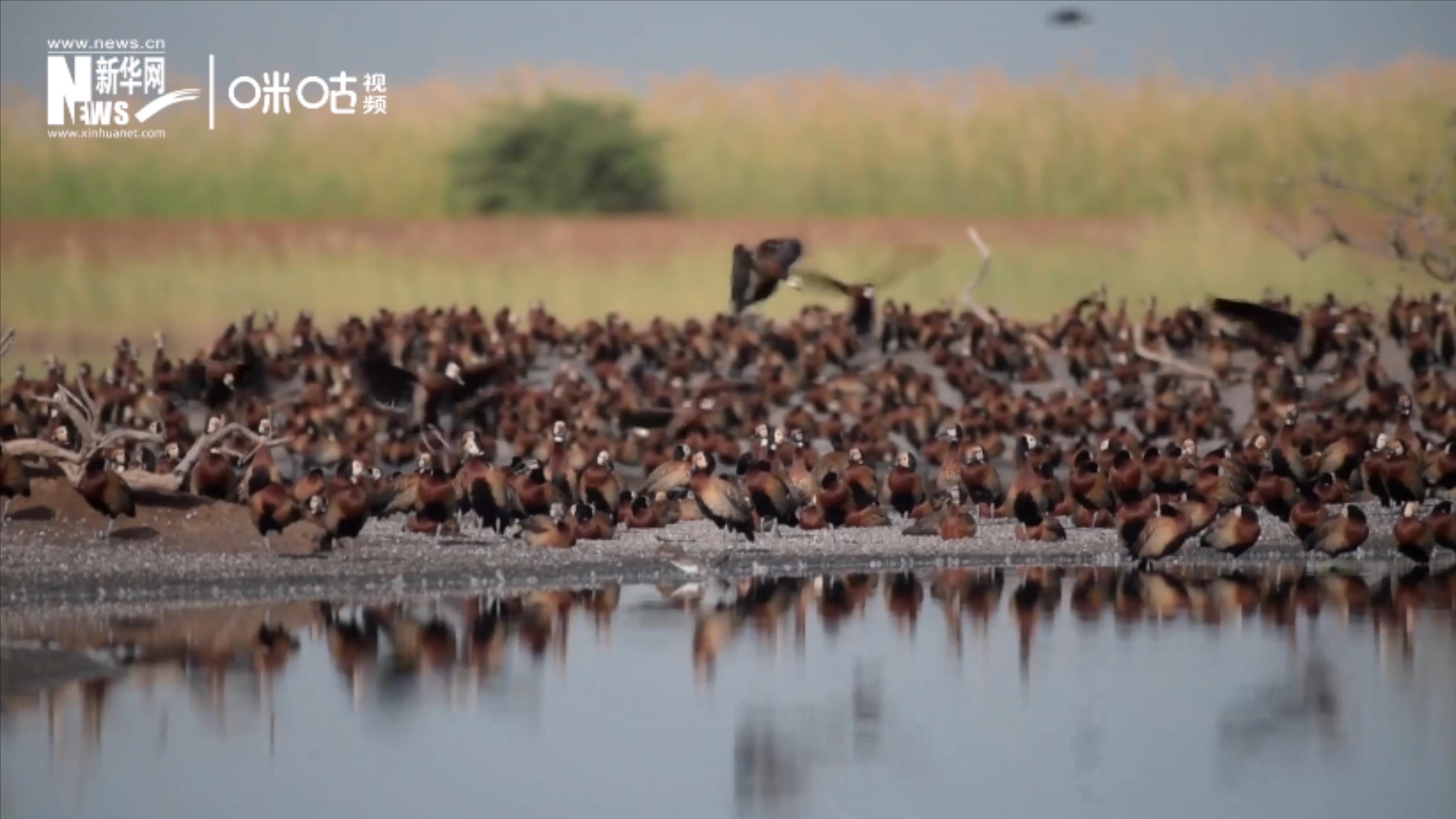 候鳥將人類、生態(tài)系統(tǒng)和世界各國連在一起