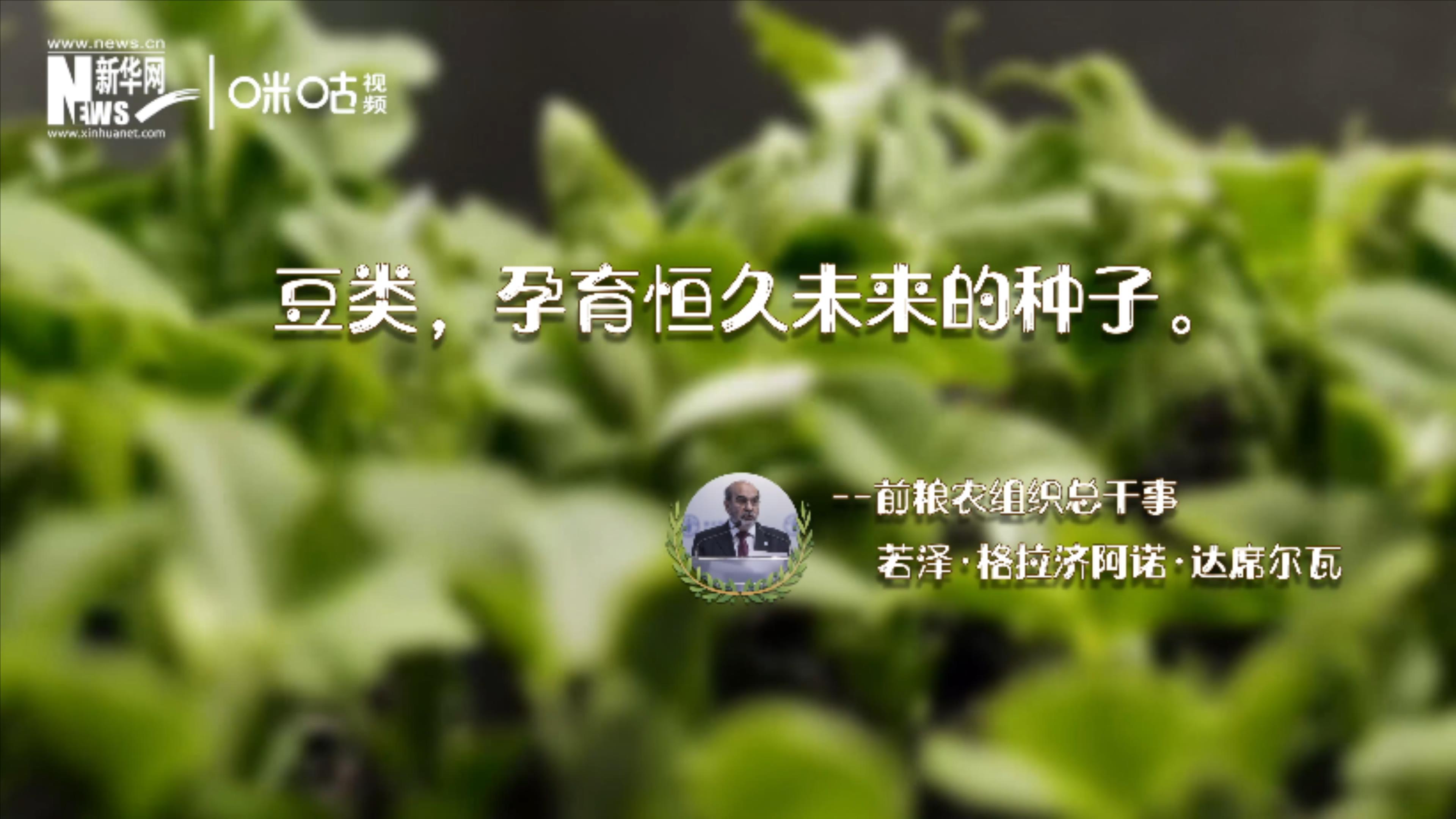 豆類，孕育恒久未來的種子