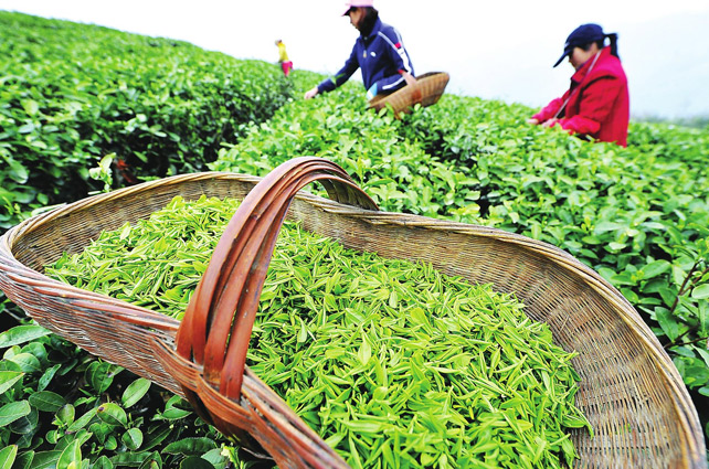 西湖龍井像LV包，原因在這里