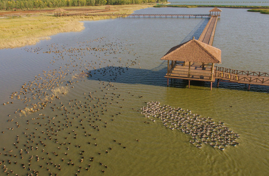 新華微評&middot;學習路上：生態(tài)興，百業(yè)旺