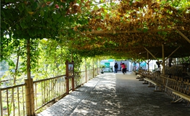 振興鄉(xiāng)村 臺(tái)灣&ldquo;新農(nóng)人&rdquo;大有可為