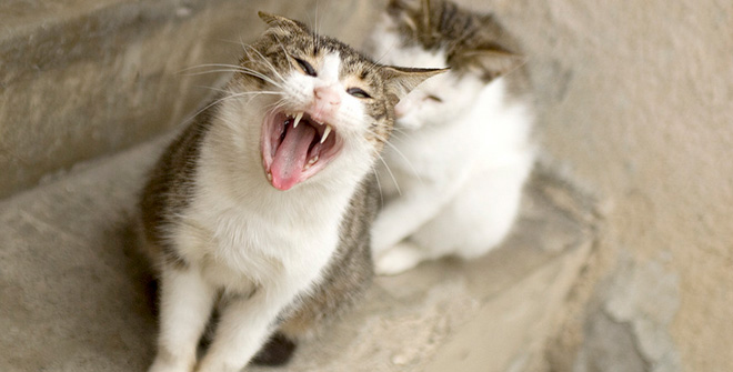 你見過這樣的腹黑貓嗎？