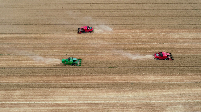 【&ldquo;飛閱&rdquo;中國】黃河兩岸，麥浪翻滾遍地金
