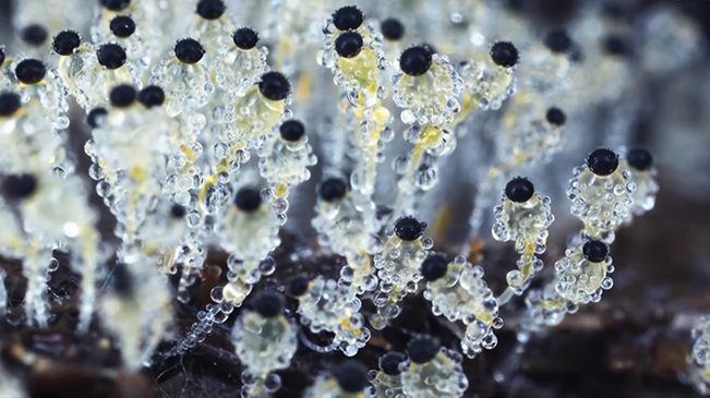 太美了！90后姑娘拍下微觀菌類世界