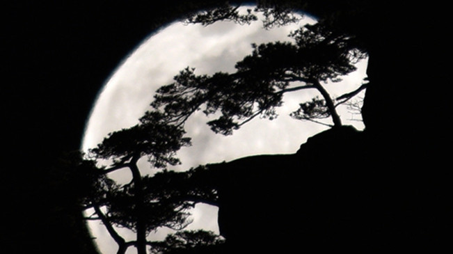 太驚艷！明月奇松 夢幻同框