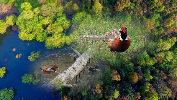 世界地球日丨神奇珍稀動物在哪里？車八嶺國家級自然保護(hù)區(qū)走一波