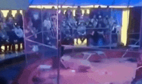 驚險(xiǎn)！ 俄馴獸師遭失控獅子撲咬