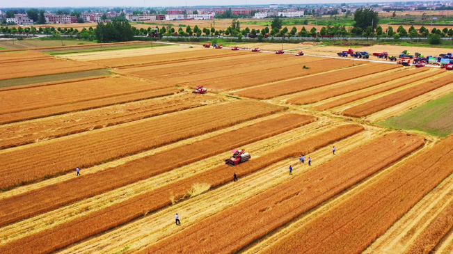 瞰豐收！風(fēng)吹麥浪 &ldquo;鐵馬&rdquo;馳騁
