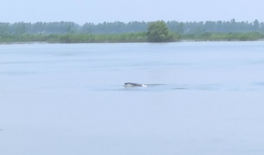 江西彭澤：&ldquo;微笑天使&rdquo;長江江豚成群出游