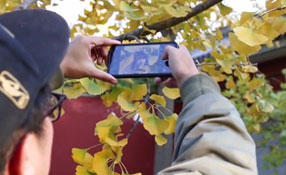 拯救你的拍照技術(shù)！五招用手機(jī)拍出唯美銀杏照