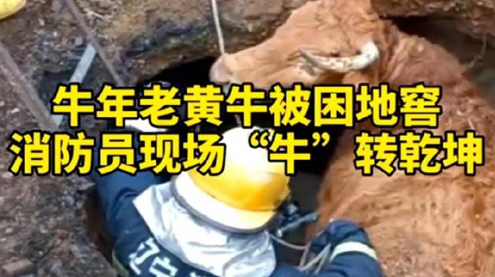 牛年老黃牛被困地窖，消防員現(xiàn)場&ldquo;牛&rdquo;轉(zhuǎn)乾坤！