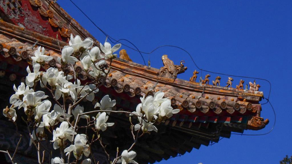 北京：推出12條&ldquo;賞春花讀建筑&rdquo;主題游線路