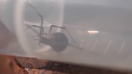 南通海關(guān)截獲活體劇毒&ldquo;寡婦蛛&rdquo;