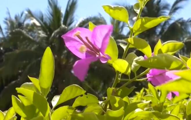 海南：超40℃！多市縣發(fā)布高溫預(yù)警