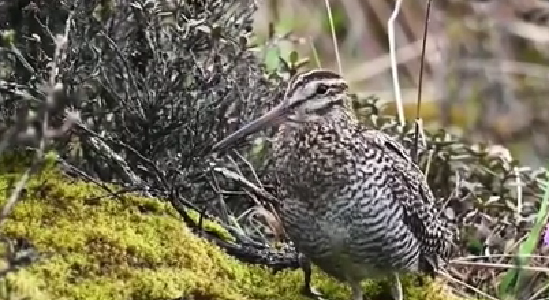四川綿陽(yáng)：拍攝到罕見鳥類&mdash;&mdash;林沙錐影像
