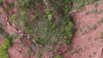 &ldquo;象&rdquo;往何方？ 象群正翻山南行 當(dāng)?shù)赜行蚴枭⑷罕? /></a>
<div   id=