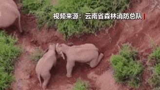 &ldquo;象&rdquo;往何方？野象群持續(xù)向南行進(jìn)