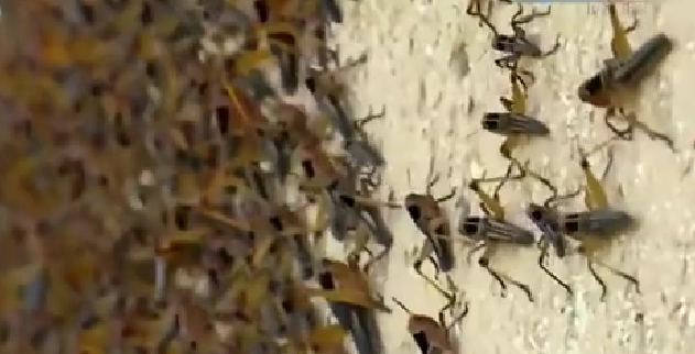 恐怖！ 漫天飛舞 俄邊疆區(qū)遭蝗蟲、瓢蟲侵襲