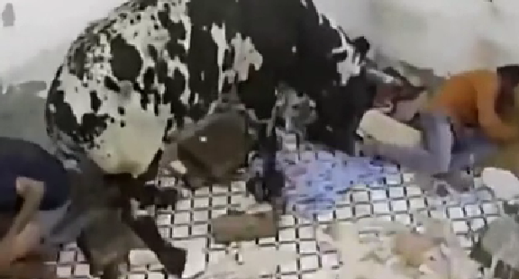 驚嚇！ 印度公牛打架沖進屋子 男子奪門而出