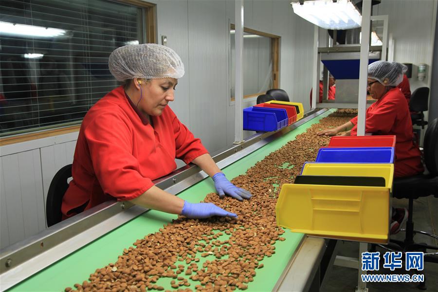 （國際&middot;圖文互動）（1）加州巴旦木種植業(yè)農民期待中美早日消除貿易摩擦