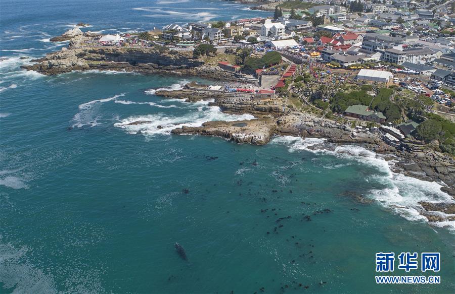 （國(guó)際）（8）第27屆鯨魚節(jié)南非赫曼紐斯開(kāi)幕