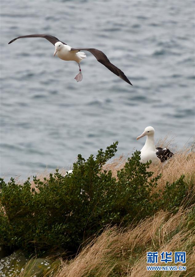 （國際&middot;圖文互動）（10）通訊：探訪新西蘭泰厄羅阿角信天翁之家