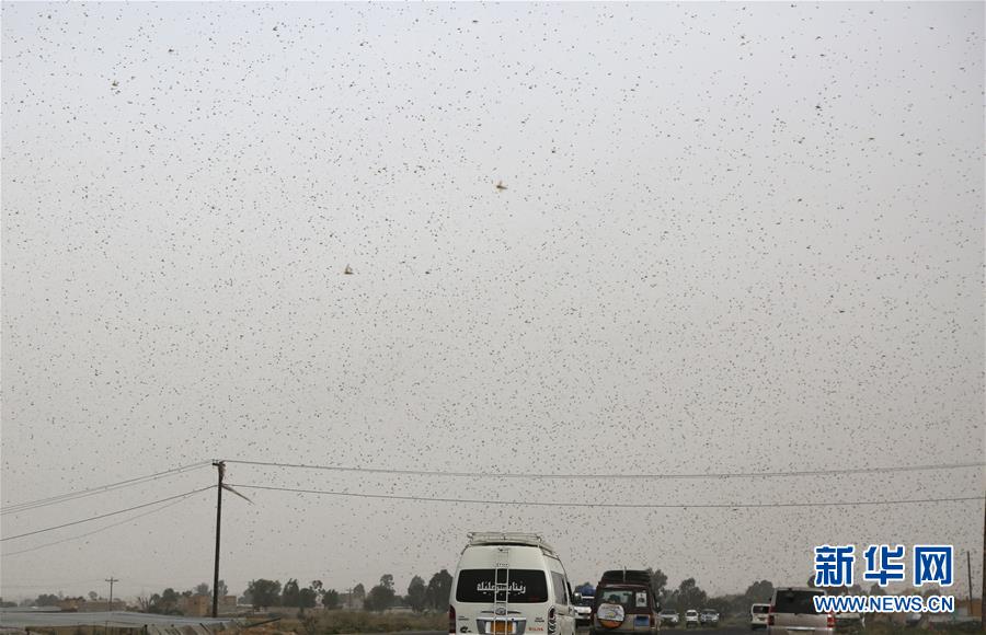 （國際）（1）也門遭遇蝗災(zāi)