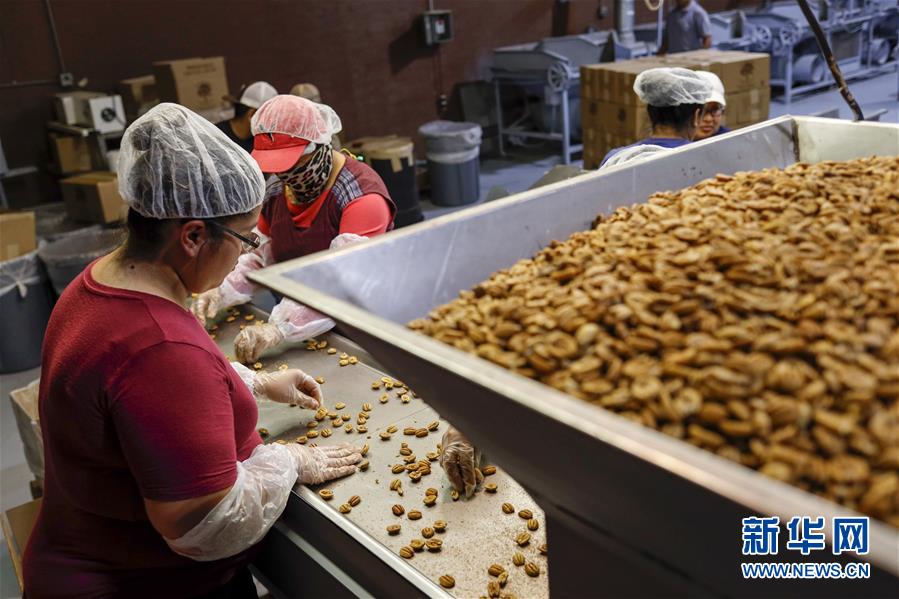 (國際·圖文互動)(7)通訊:期待美中盡早達成貿(mào)易協(xié)議——颶風和關(guān)稅夾擊下的美國山核桃種植戶盼重回中國市場