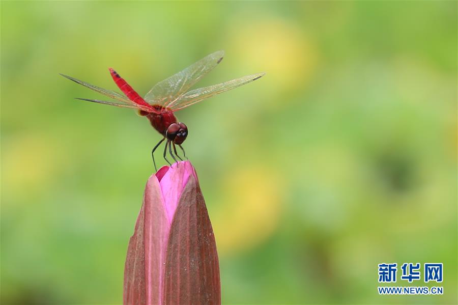 （國際&middot;年終報道）（7）2019，精&ldquo;彩&rdquo;紛呈