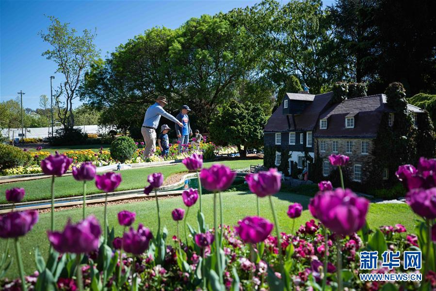 (XHDW·圖文互動(dòng))(2)通訊:“無處不在的鮮花為我們帶來歡樂和希望”——“小人國”里的堪培拉花展