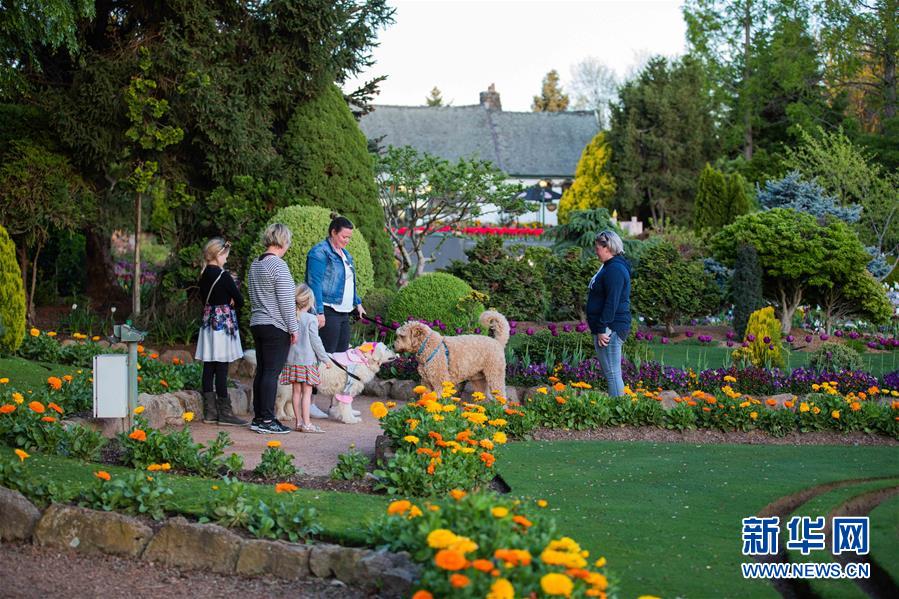 (XHDW·圖文互動(dòng))(3)通訊:“無處不在的鮮花為我們帶來歡樂和希望”——“小人國”里的堪培拉花展