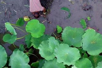 廣西柳江&ldquo;玉藕&rdquo;上市 個大皮白出口東盟